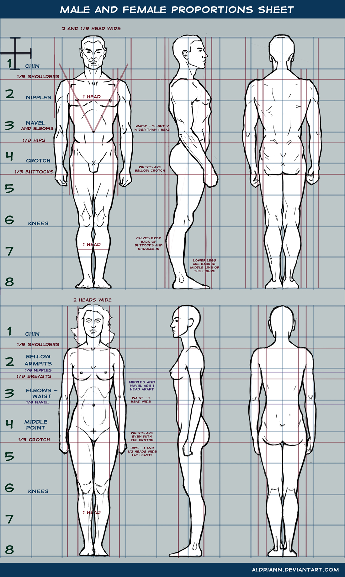 Male and female proportions