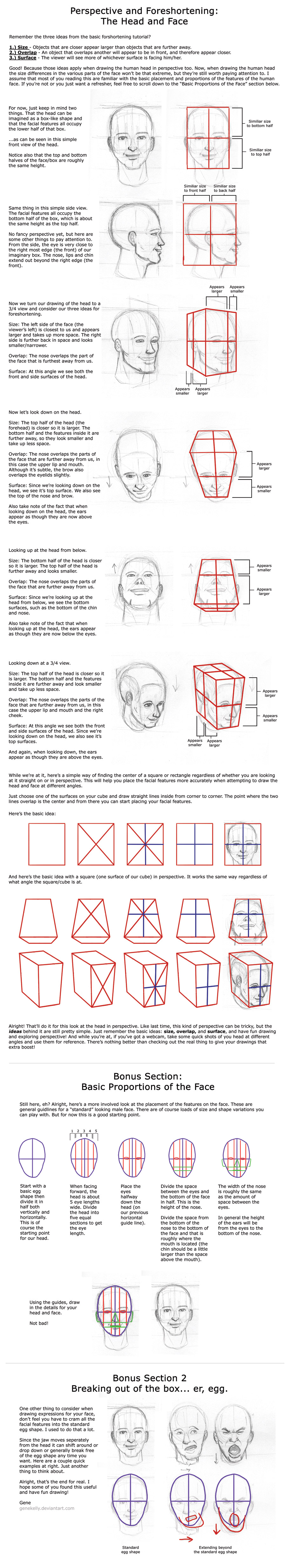 Head in perspective